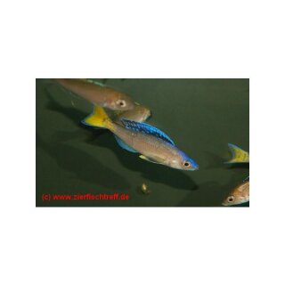 Cyprichromis leptosoma Mupulungu - Liefergröße ca.: 4-6 cm