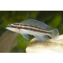 Julidochromis dickfeldi - Liefergröße ca.: 4-6 cm
