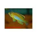 Lamprologus ocellatus var. Gold - Liefergröße...
