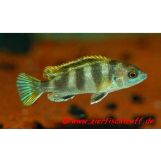 Labidochromis sp. Perlmutt