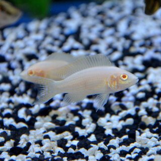 Neolamprologus brichardi var. Albino - Liefergröße ca.: 3-5 cm