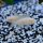 Neolamprologus brichardi var. Albino - Liefergröße ca.: 3-5 cm