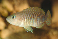 Neolamprologus multifasciatus