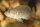 Neolamprologus multifasciatus