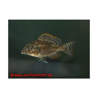Nimbochromis linni - Rüssel-Polystigma
