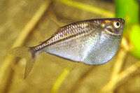 Gasteropelecus sternicla - Silber-Beilbauchfisch - Liefergröße ca.: 2-4 cm