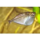 Gasteropelecus sternicla - Silber-Beilbauchfisch