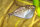 Gasteropelecus sternicla - Silber-Beilbauchfisch - Liefergröße ca.: 2-4 cm