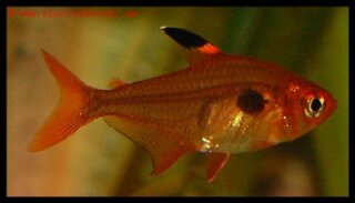 Megalamphodus sweglesi - Roter Phantomsalmler