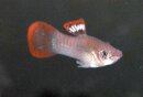 Poecilia gillii (vormals salvatoris) - Molly -...