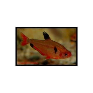 Hyphessobrycon eques - Blutsalmler - Liefergröße ca.: 1-2  cm