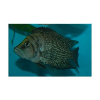 Altolamprologus calvus black pearl - Liefergröße ca.: 3-3,5 cm