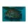 Altolamprologus calvus black pearl - Liefergröße ca.: 3-3,5 cm