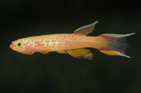 Aphyosemion australe gold - Liefergröße ca.: 3-4 cm