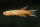 Aphyosemion australe gold - Liefergröße ca.: 3-4 cm