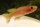 Aphyosemion australe gold - Liefergröße ca.: 3-4 cm