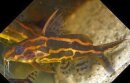 Synodontis flavitaeniatus - Gelbbinden-Fiederbartwels -...