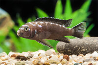 Pseudotropheus elongatus neon spot - Liefergröße ca.: 3-5 cm