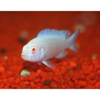 Pseudotropheus socolofi albino - Liefergröße ca.: 2-4 cm