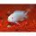 Pseudotropheus socolofi albino - Liefergröße ca.: 2-4 cm
