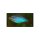 Melanotaenia praecox - Neon-Regenbogenfisch