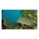 Telmatochromis burgeoni - SEHR SELTEN !!! -...