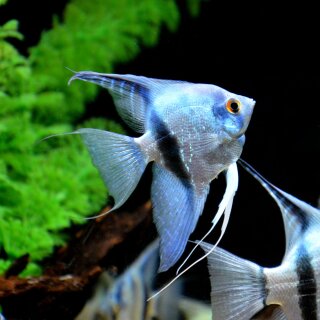 Pterophyllum scalare Super Blue - blauer Skalar