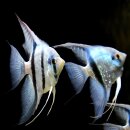 Pterophyllum scalare Super Blue - blauer Skalar