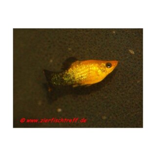 Poecilia sphenops var. Goldstaub - Molly - Liefergröße ca.: 2-4 cm