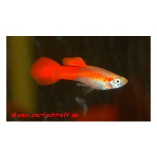 Poecilia reticulata var. Super Red - Guppy - Liefergröße ca.: 2-4 cm