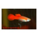 Poecilia reticulata var. Super Red - Guppy -...