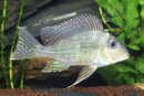 Geophagus altifrons - Liefergröße ca.: 4-6 cm