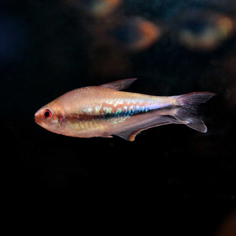 Nematobrycon lacortei - Regenbogentetra: Pflege & Infos, 5,08