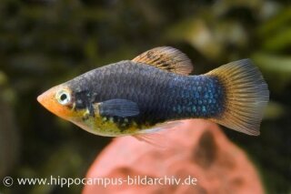 Xiphophorus maculatus var. Schwarz - Platy - Liefergröße ca.: 2-3 cm