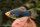 Xiphophorus maculatus var. Schwarz - Platy - Liefergröße ca.: 2-3 cm