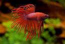 Betta splendens Crowntail rot