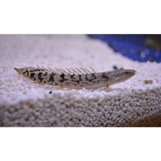 Polypterus delhezi - Zaire - Flösselhecht Wildfang