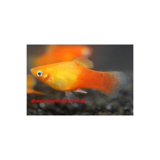 Xiphophorus maculatus var. Sunset - Platy - Liefergröße ca.: 2-3 cm