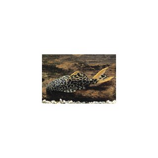 L 114 - Pseudacanthicus cf. leopardus