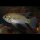 Anomalochromis thomasi - Schmetterlingsbuntbarsch Paar - Liefergröße ca.: 3-4 cm