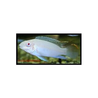 Pelvicachromis pulcher albino - Albino Purpurprachtbarsch - Liefergröße ca.: 3-5cm