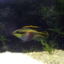 Pelvicachromis pulcher - Purpur-Prachtbarsch
