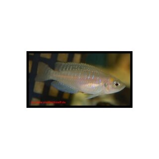 Neolamprologus brevis - Schnecken-Buntbarsch - Liefergröße ca.: 2-4 cm