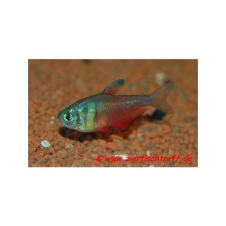 Hyphessobrycon flammeus - Roter von Rio Salmler - Liefergröße ca.: 2-4 cm