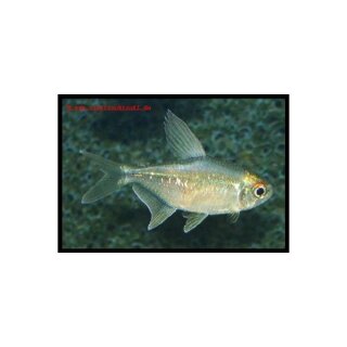 Moenkhausia pittieri - Brilliant-Salmler
