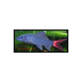 Epalzeorhynchos bicolor - Feuerschwanz-Fransenlipper - Liefergröße ca.: 3-5 cm