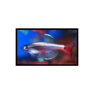 Tanichthys albonubes - Kardinal-Fisch
