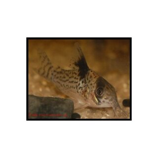 Corydoras agassizii - Silberstreifen-Panzerwels - Liefergröße ca.: 2-4 cm