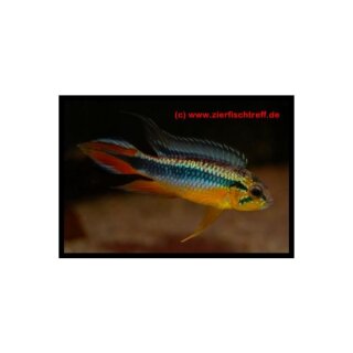 Apistogramma agassizii - Zwergbuntbarsch - Liefergröße ca.: 3-5 cm