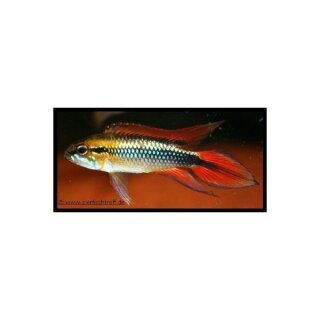 Apistogramma agassizii var. Doppelrot - PAAR - Liefergröße ca.: 2-4 cm